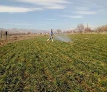 محلول پاشی زعفران: بهترین کود برای محلول پاشی زعفران